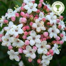 viburnum-mohawk-1.jpg