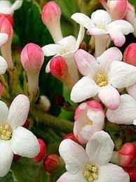 viburnum-mohawk-2.jpg