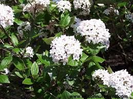 viburnum-mohawk-5.jpg