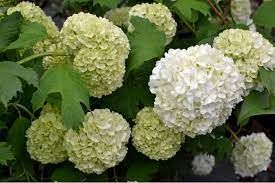 viburnum-opulus-roseum-1.jpg