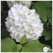 viburnum-opulus-roseum-2.jpg