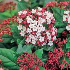 viburnum-tinus-1.jpg