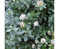 viburnum-tinus-2.jpg