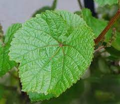 Vigne d'ornement, vigne de coignet.