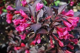 weigelia-alexandra-2.jpg