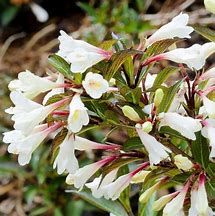 weigelia-black-and-white-2.jpg