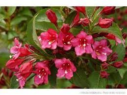 Weigelia 'Bristol ruby'