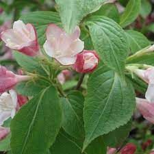 weigelia-carnaval-4.jpg
