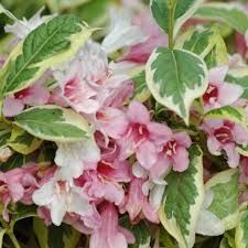 weigelia-nana-variegata-1.jpg