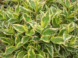 weigelia-nana-variegata-2.jpg