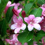 Weigelia  'Stelzneri'