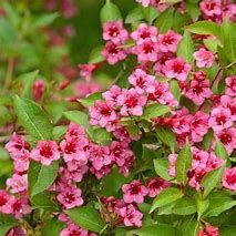 weigelia-stelzneri-2.jpg