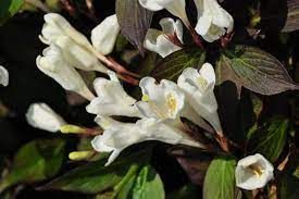 Weigelia florida 'Ebony and ivory'