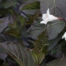 weigelia-x-ebony-and-ivory-2.jpg