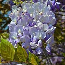 Glycine de chine 'Caroline'