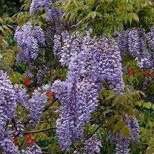 wisteria-caroline-2.jpg