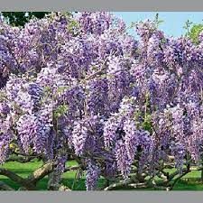 wisteria-caroline-3.jpg