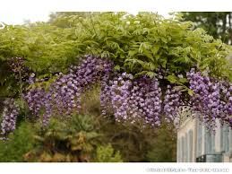 wisteria-violacea-plena-2.jpg