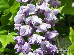 wisteria-violacea-plena-3.jpg