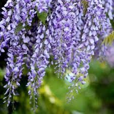 Glycine Violacea Plena, Plante Grimpante Violette